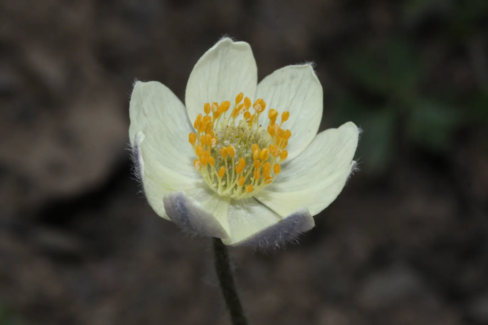 Western Anemone (Anemone Occidentalis) — nodding flower that blooms from late spring to early summer