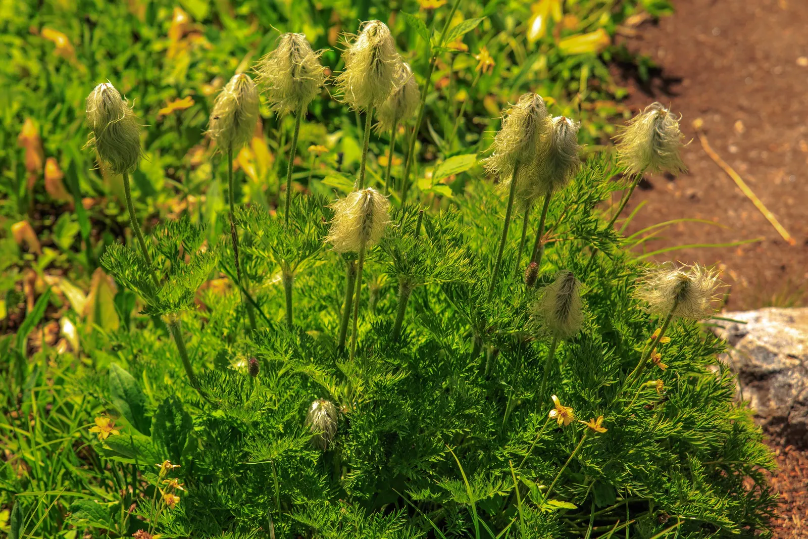 Western Anemone (Anemone Occidentalis) — Western Anemone (Anemone occidentalis); it stands 8-24 inches tall