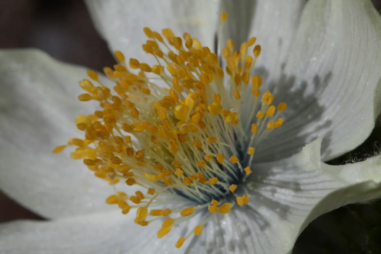 Western Anemone (Anemone Occidentalis) — The Western Anemone (Anemone occidentalis); or as part of a perennial border
