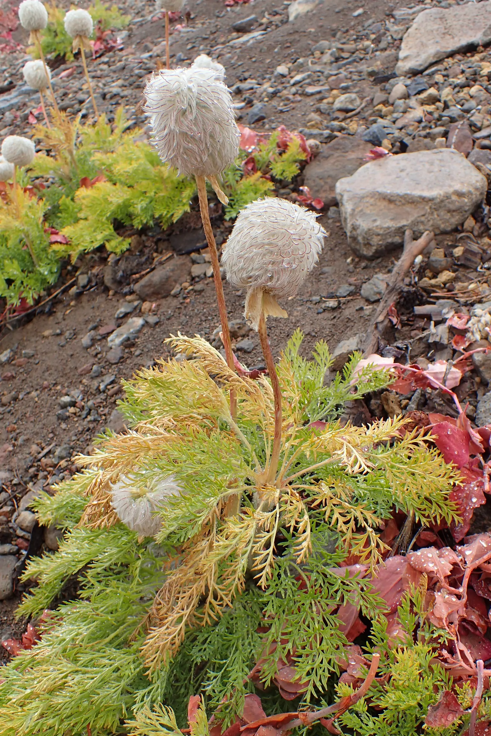 Western Anemone (Anemone Occidentalis) — showcasing delicate white flowers that transition to unique