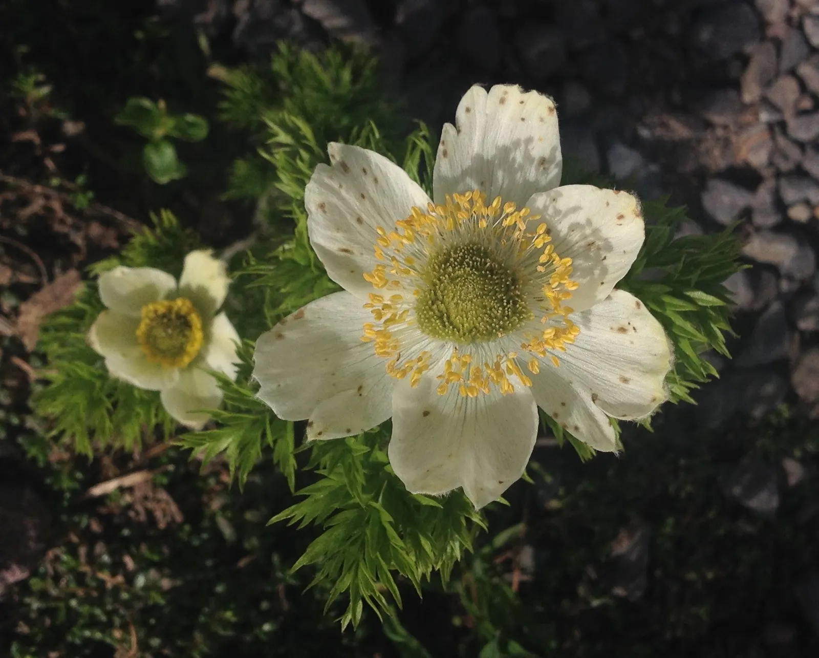 Western Anemone (Anemone Occidentalis) — it pairs well with other alpine plants and is ideal for rock gardens