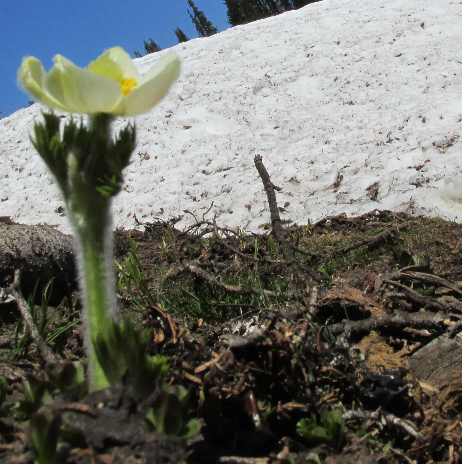 Western Anemone (Anemone Occidentalis) — moist soils that are rich in organic matter