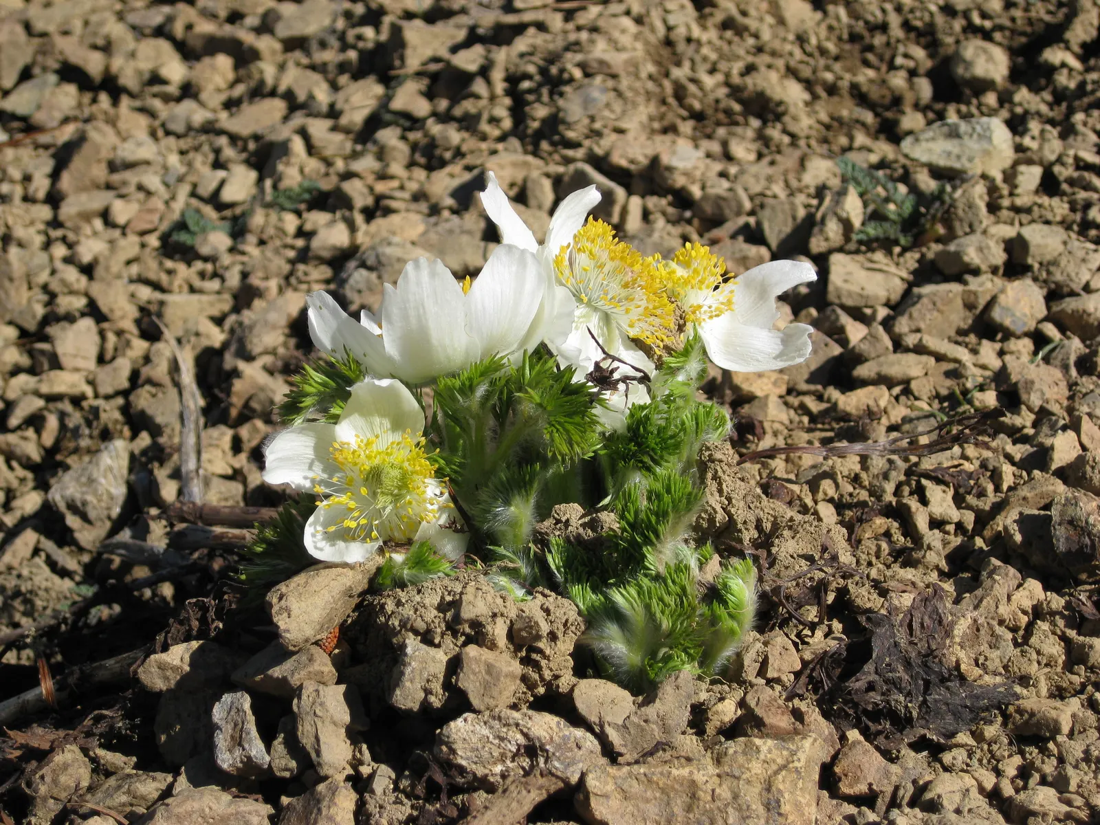 Western Anemone (Anemone Occidentalis) — Its blossoms are a radiant white to slightly pinkish hue; note that the Western Anemone is low maintenance, image 95