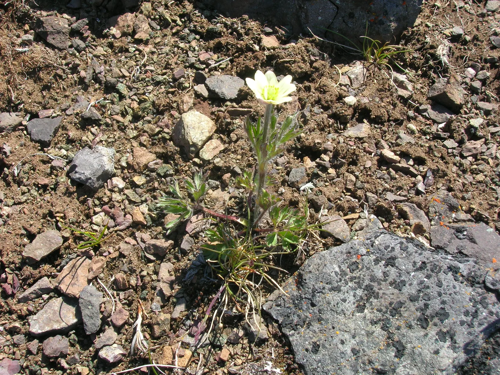 Western Anemone (Anemone Occidentalis) — perennial for full or half