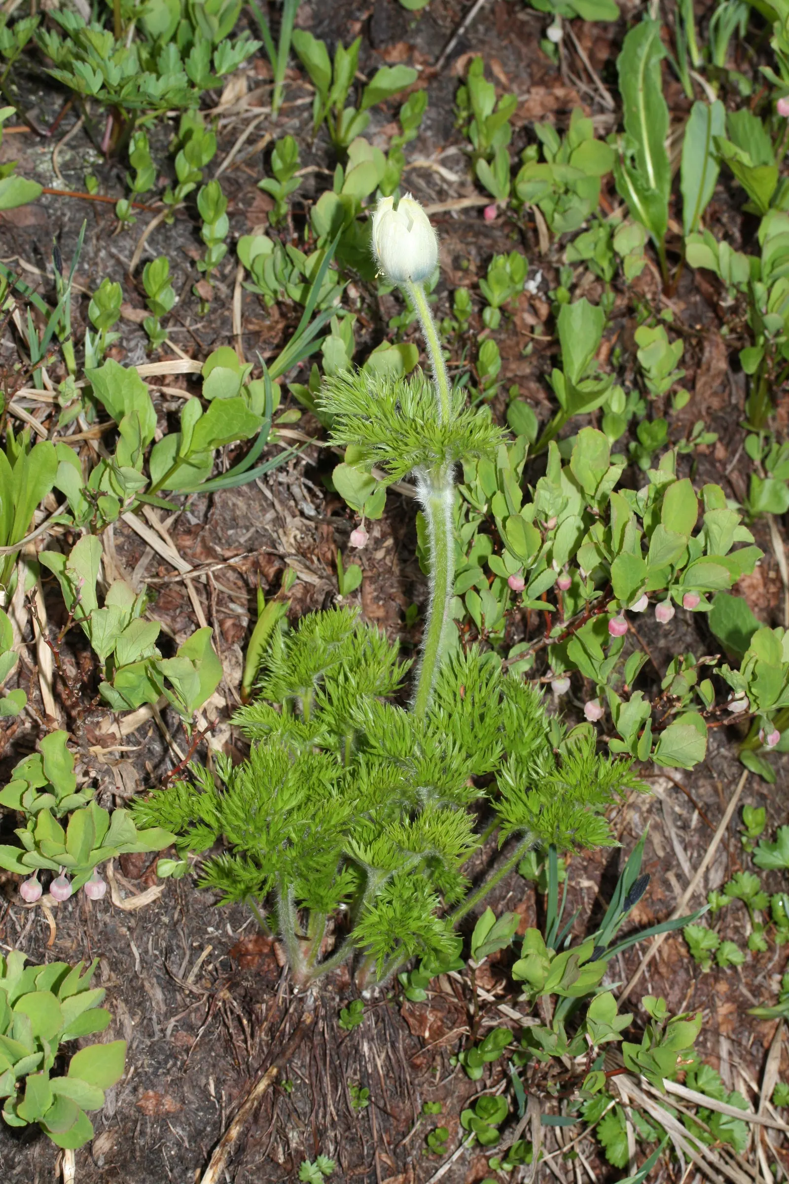 Western Anemone (Anemone Occidentalis) — of approximately 12 inches; perennial with white and yellow blooms