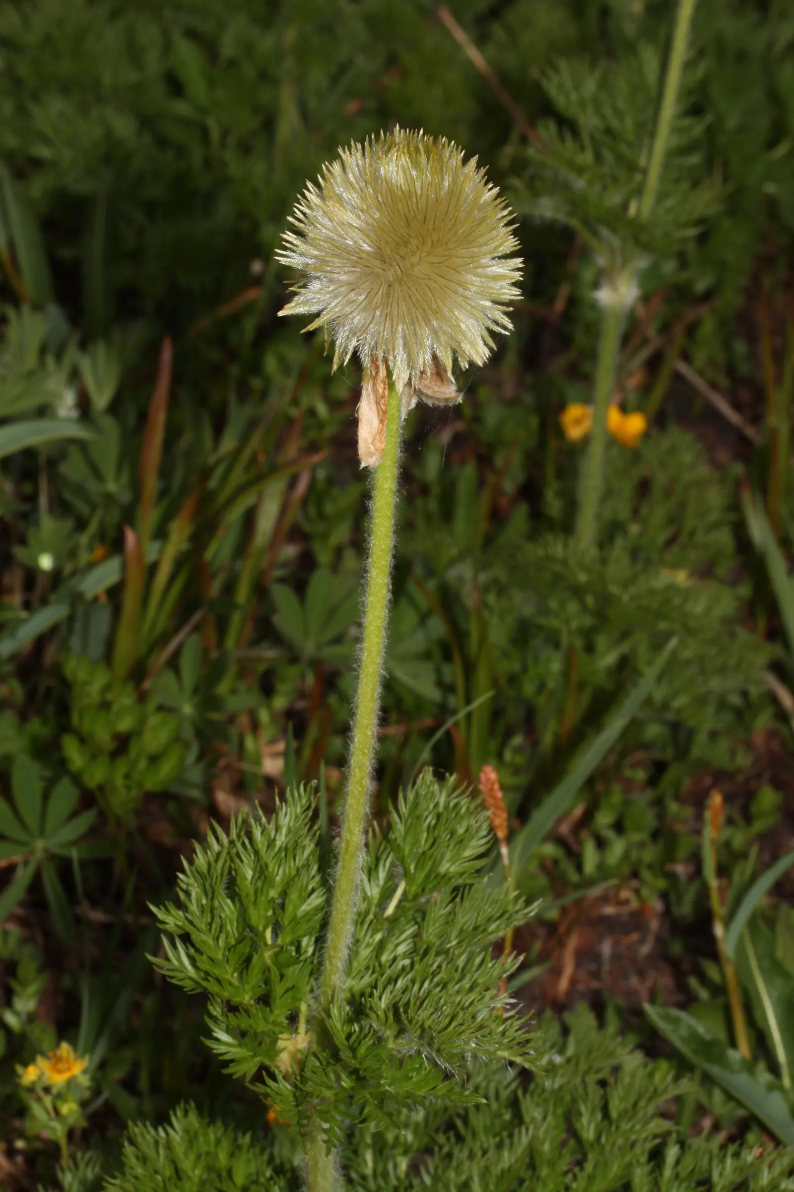 Western Anemone (Anemone Occidentalis) — occidentalis into a garden design; prefers well-drained, slightly acidic soil; full sun to part shade