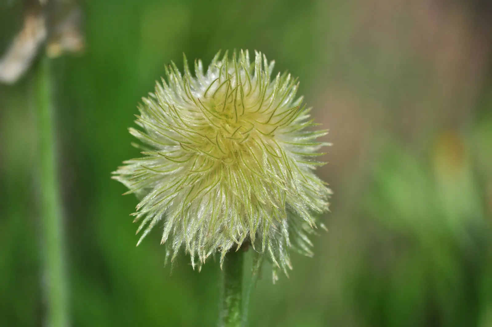 Western Anemone (Anemone Occidentalis) — fluffy seed heads ("cotton balls") post-bloom; ideal for rock gardens, it adds a whimsical, airy texture and requires