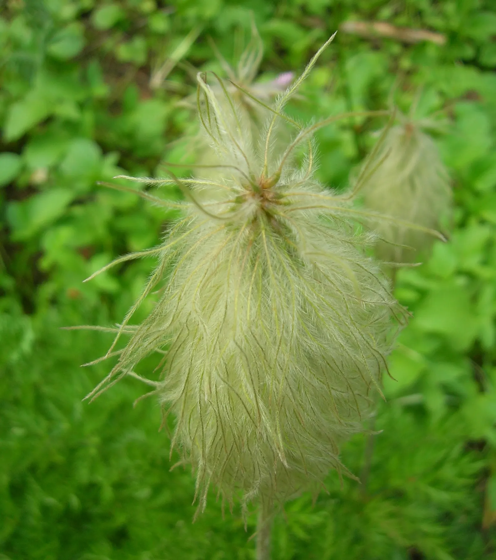 Western Anemone (Anemone Occidentalis) — This wildflower has a robust adaptability to cold climates