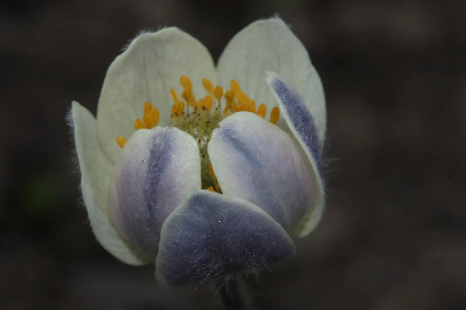 Western Anemone (Anemone Occidentalis) — at elevations typically between 5,000 to 11,000 feet; occidentalis into a garden design, image 89