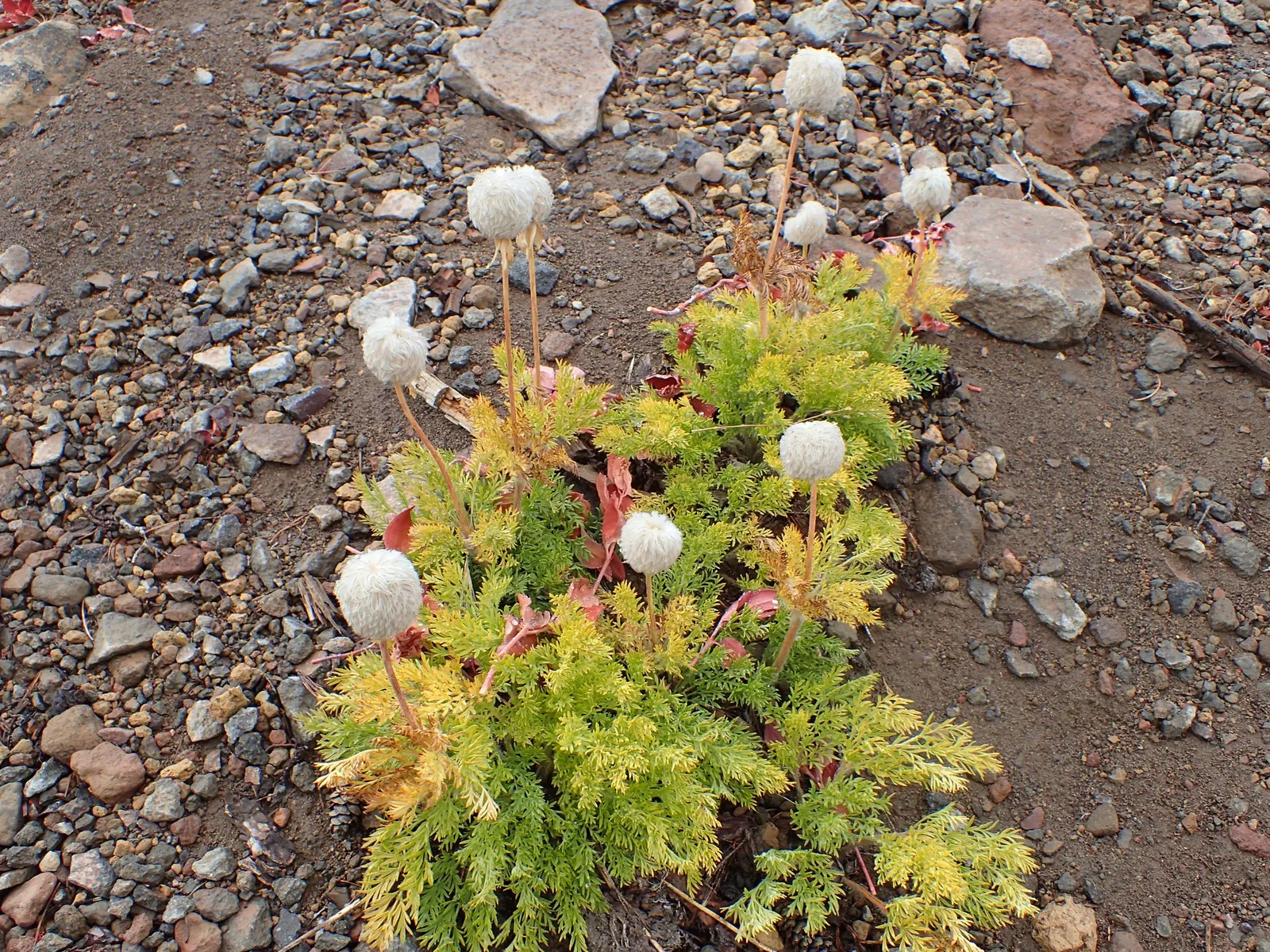 Western Anemone (Anemone Occidentalis) — yet the beauty it brings to the garden is enduring - much like the mountains from which it hails; native to the