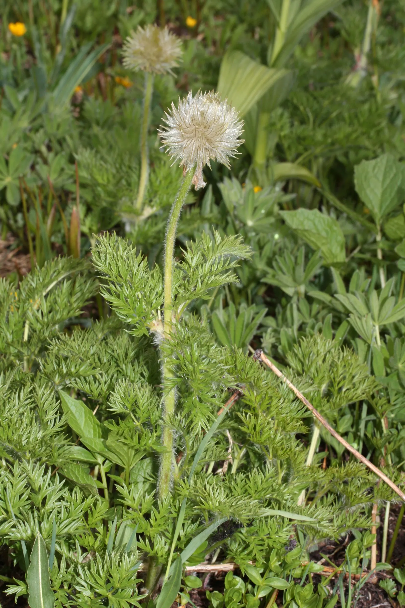 Western Anemone (Anemone Occidentalis) — Western Anemone (Anemone occidentalis); it stands 8-24 inches tall, image 75