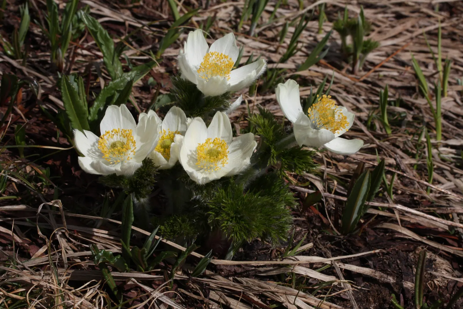 Western Anemone (Anemone Occidentalis) — making it an excellent choice for high elevation or northern gardens.<br><br>A; with 3-parted leaves at base