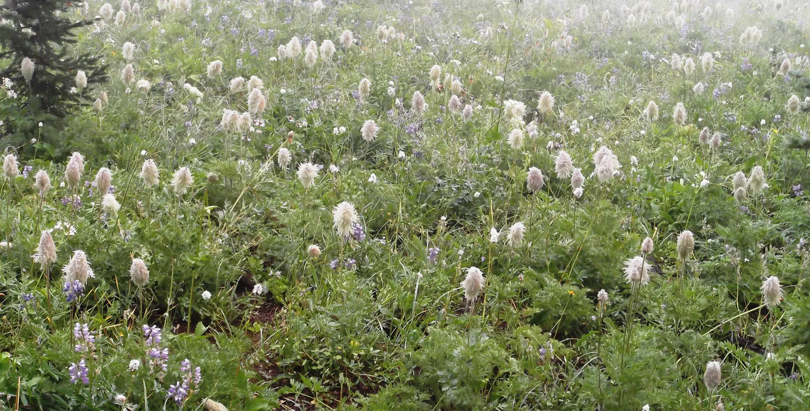 Western Anemone (Anemone Occidentalis) — Prefers well-drained, slightly acidic soil; full sun to part shade; this wildflower has a robust, image 82