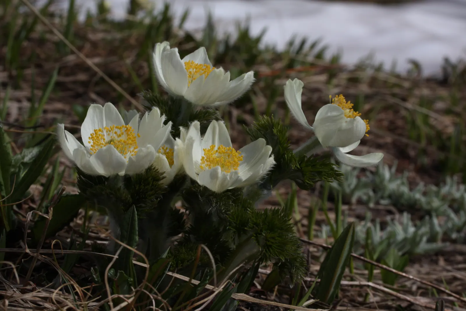 Western Anemone (Anemone Occidentalis) — it flourishes in alpine and subalpine zones; its blossoms are a radiant white to slightly pinkish hue