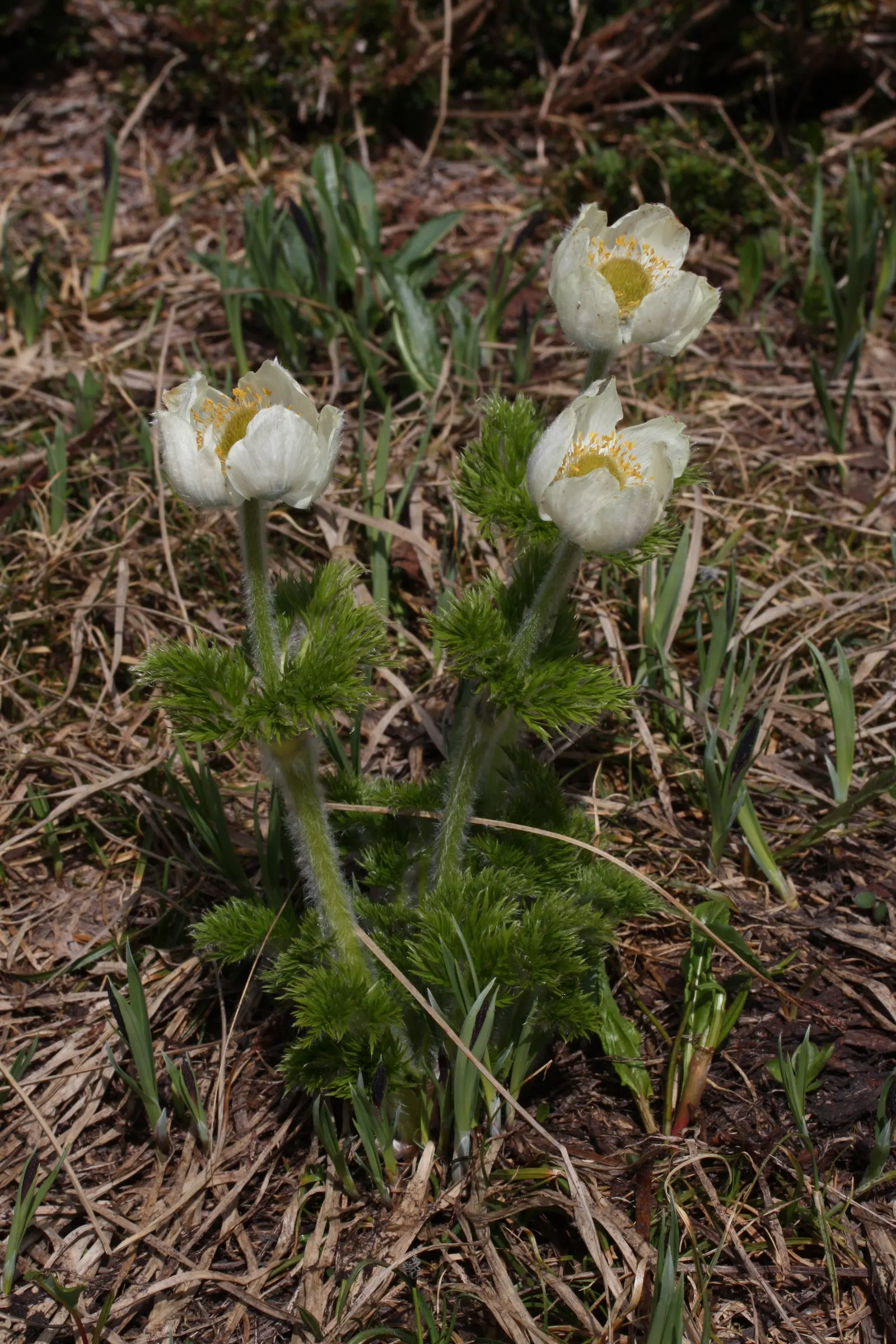 Western Anemone (Anemone Occidentalis) — also known as the Pasque Flower or Tow-headed Baby