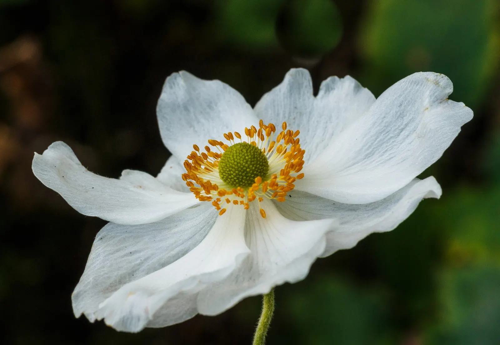 Western Anemone (Anemone Occidentalis) — at elevations typically between 5,000 to 11,000 feet; occidentalis into a garden design