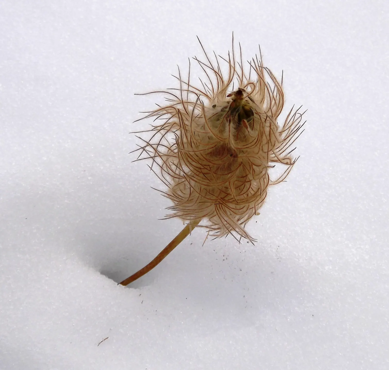 Western Anemone (Anemone Occidentalis) — the plant showcases spherical; the Western Anemone (Anemone occidentalis)
