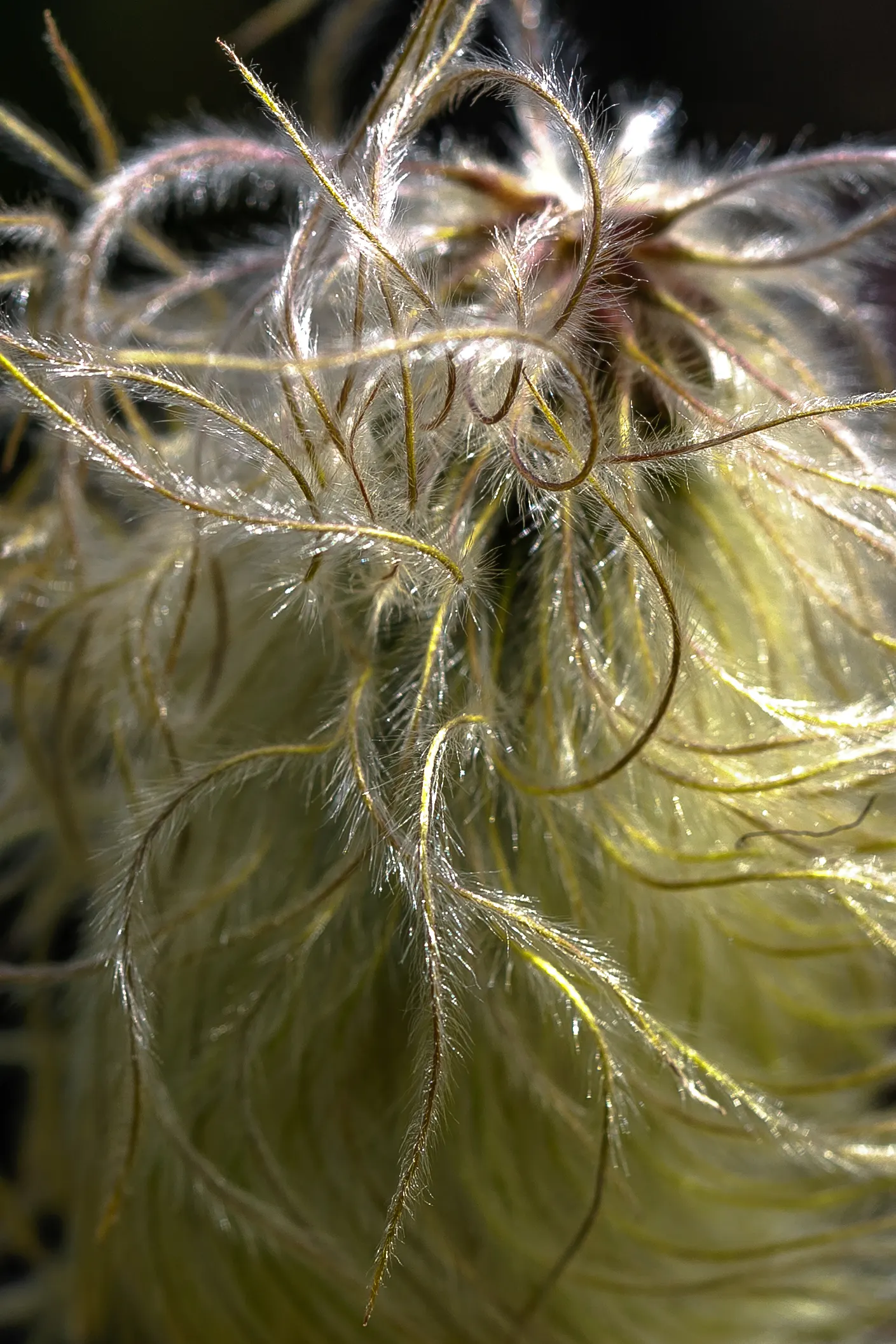 Western Anemone (Anemone Occidentalis) — a charming North American alpine perennial