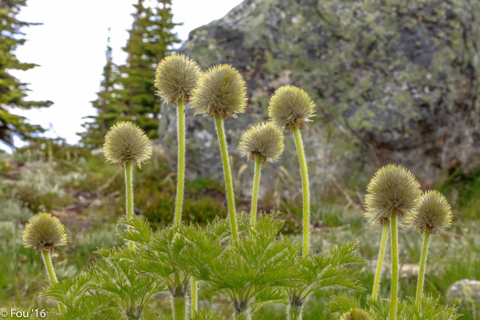 Western Anemone (Anemone Occidentalis) — It thrives in well-draining; considering the Western Anemone's soil and light preferences is crucial