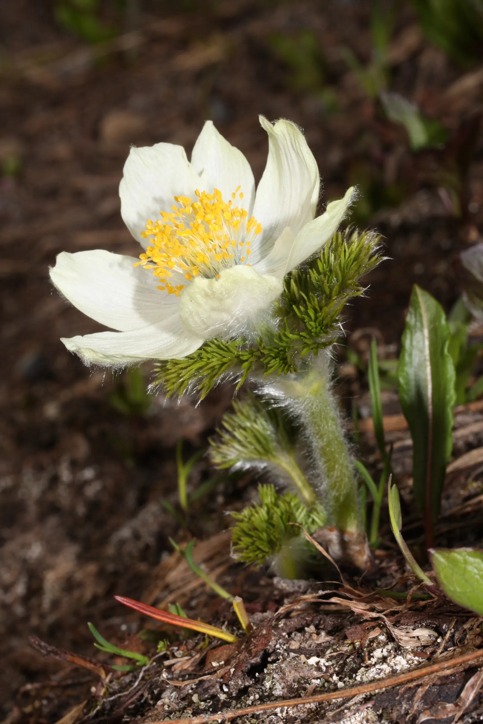 Western Anemone (Anemone Occidentalis) — The Western Anemone (Anemone occidentalis); or as part of a perennial border, image 84