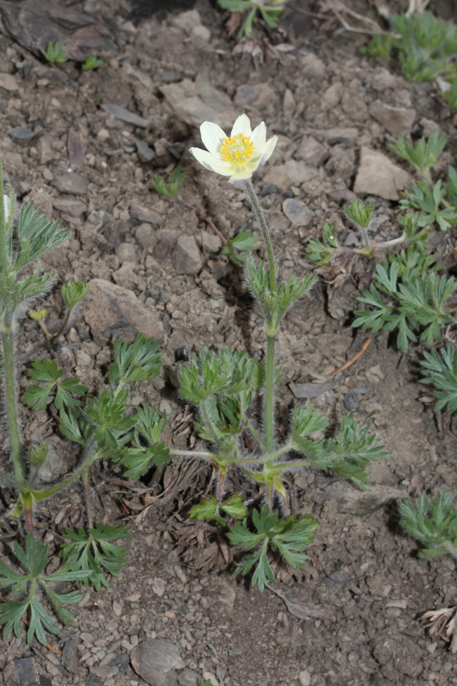 Western Anemone (Anemone Occidentalis) — flourishes in USDA zones 4-7; occidentalis can reach heights of 8 to 20 inches, image 77