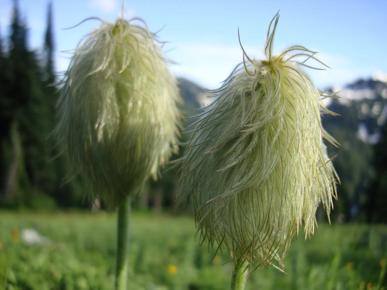 Western Anemone (Anemone Occidentalis) — is a captivating perennial that brings an air of delicate beauty to any landscape design; fluffy seed heads ("cotton