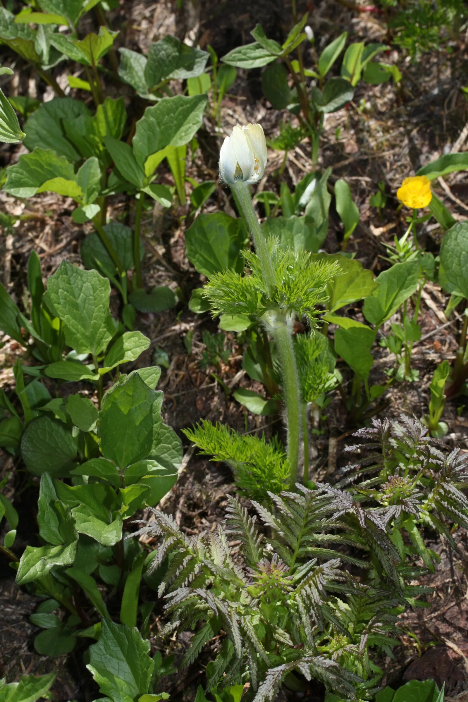 Western Anemone (Anemone Occidentalis) — yet the beauty it brings to the garden is enduring - much like the mountains from which it hails