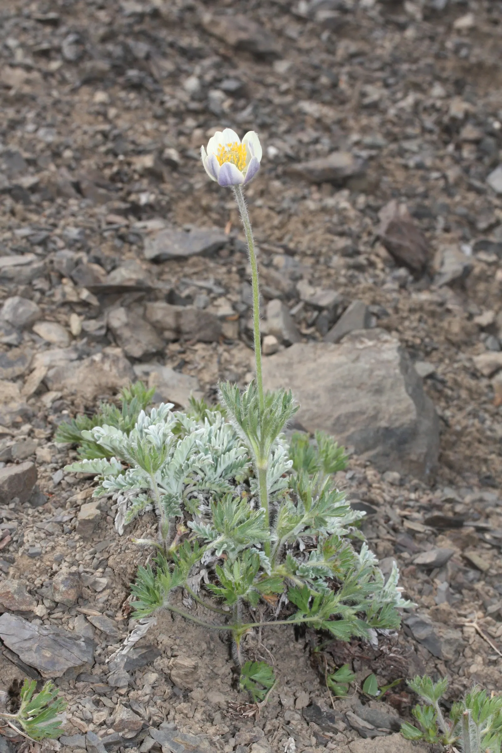 Western Anemone (Anemone Occidentalis) — Ideal for rock gardens, it adds a whimsical, airy texture and requires minimal maintenance once established