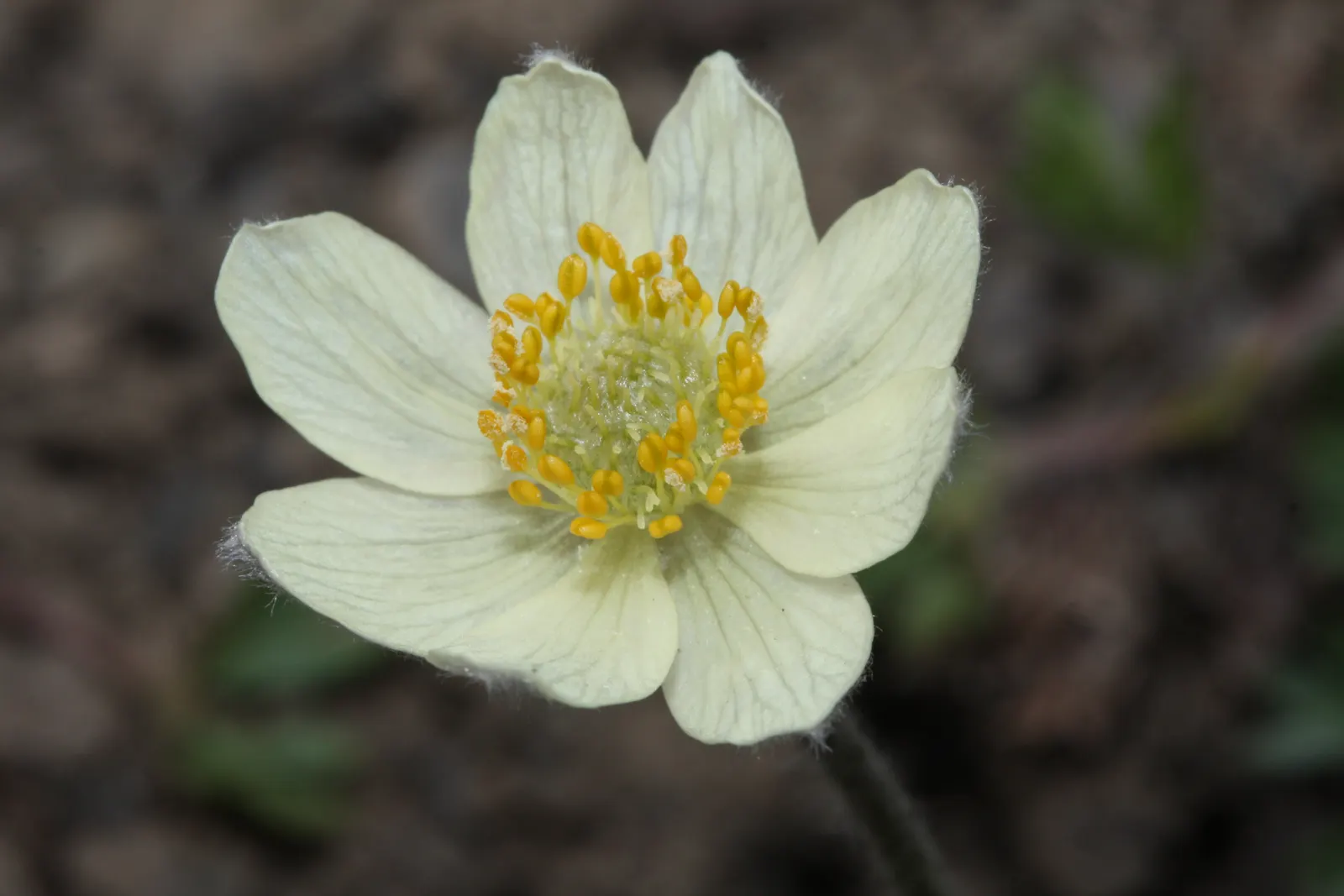 Western Anemone (Anemone Occidentalis) — considering the Western Anemone's soil and light preferences is crucial; making it an excellent choice for, image 98