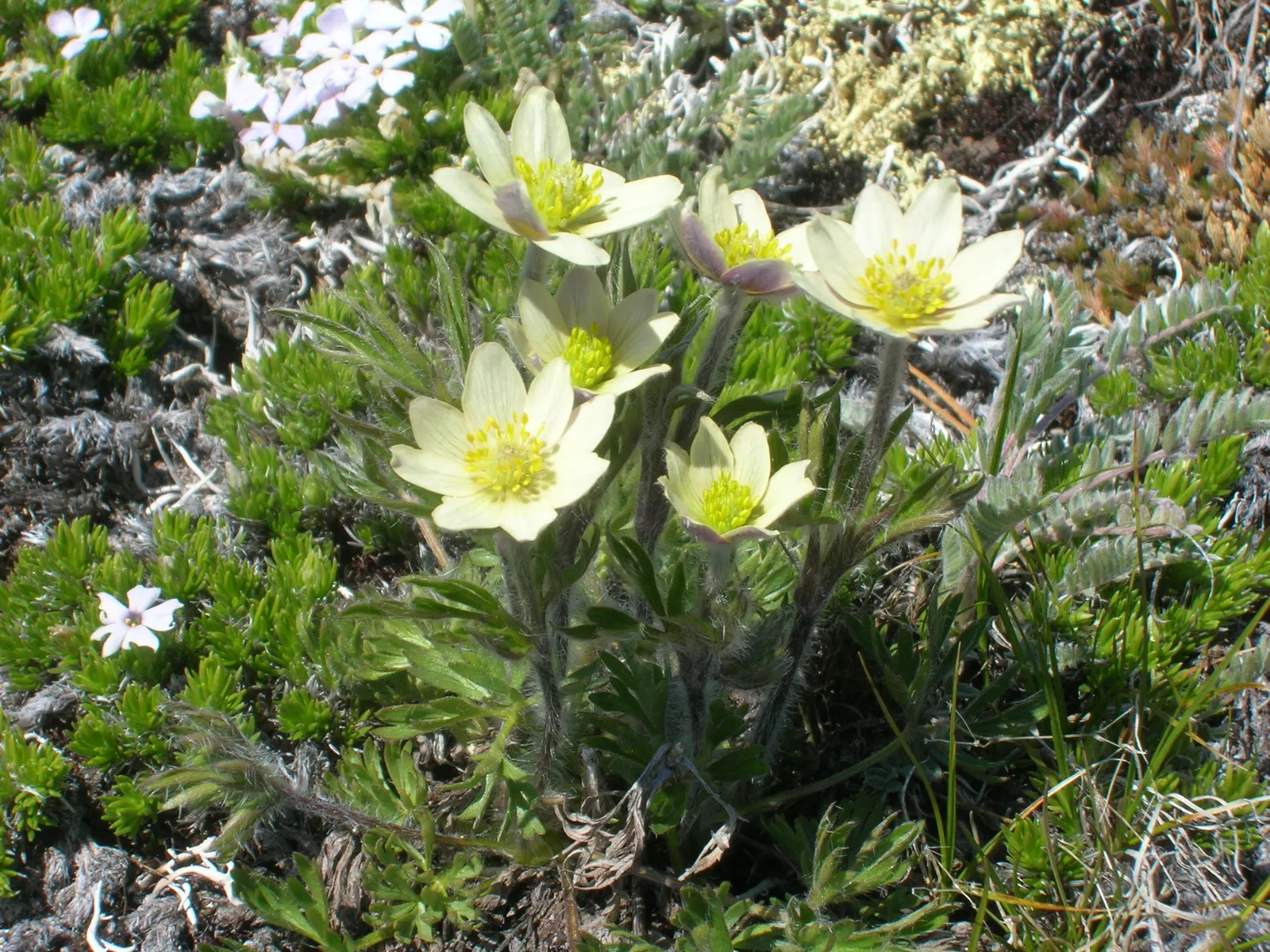 Western Anemone (Anemone Occidentalis) — or as part of a perennial border