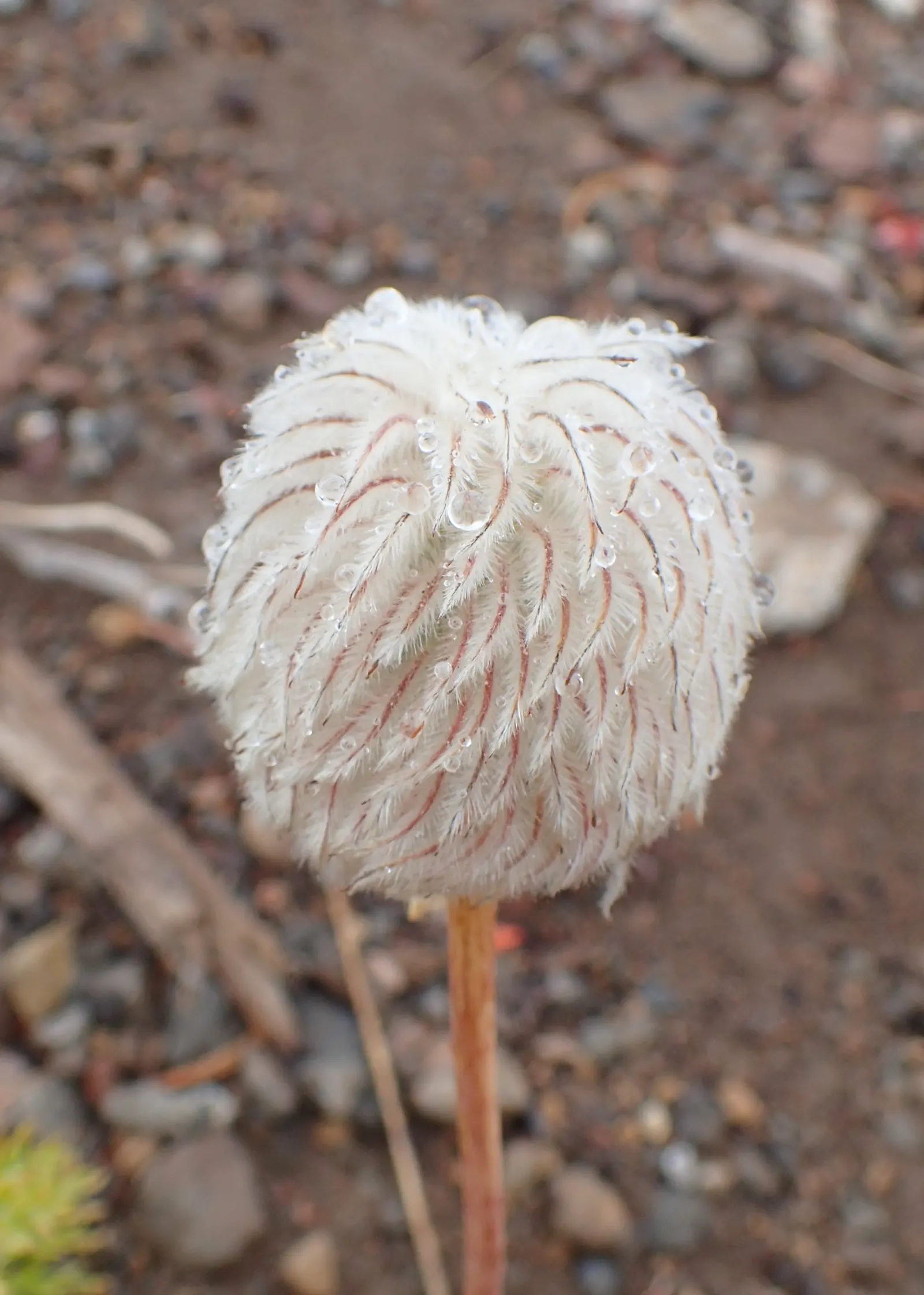 Western Anemone (Anemone Occidentalis) — perennial for full or half; yet the beauty it brings to the garden is enduring - much like the mountains from which it