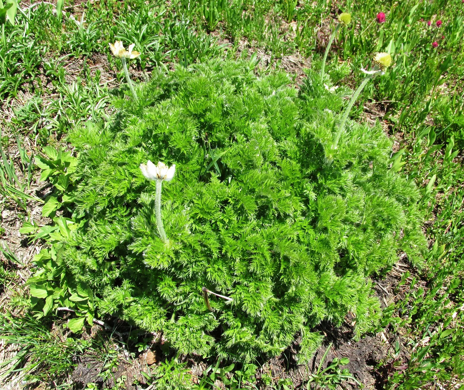 Western Anemone (Anemone Occidentalis) — of approximately 12 inches