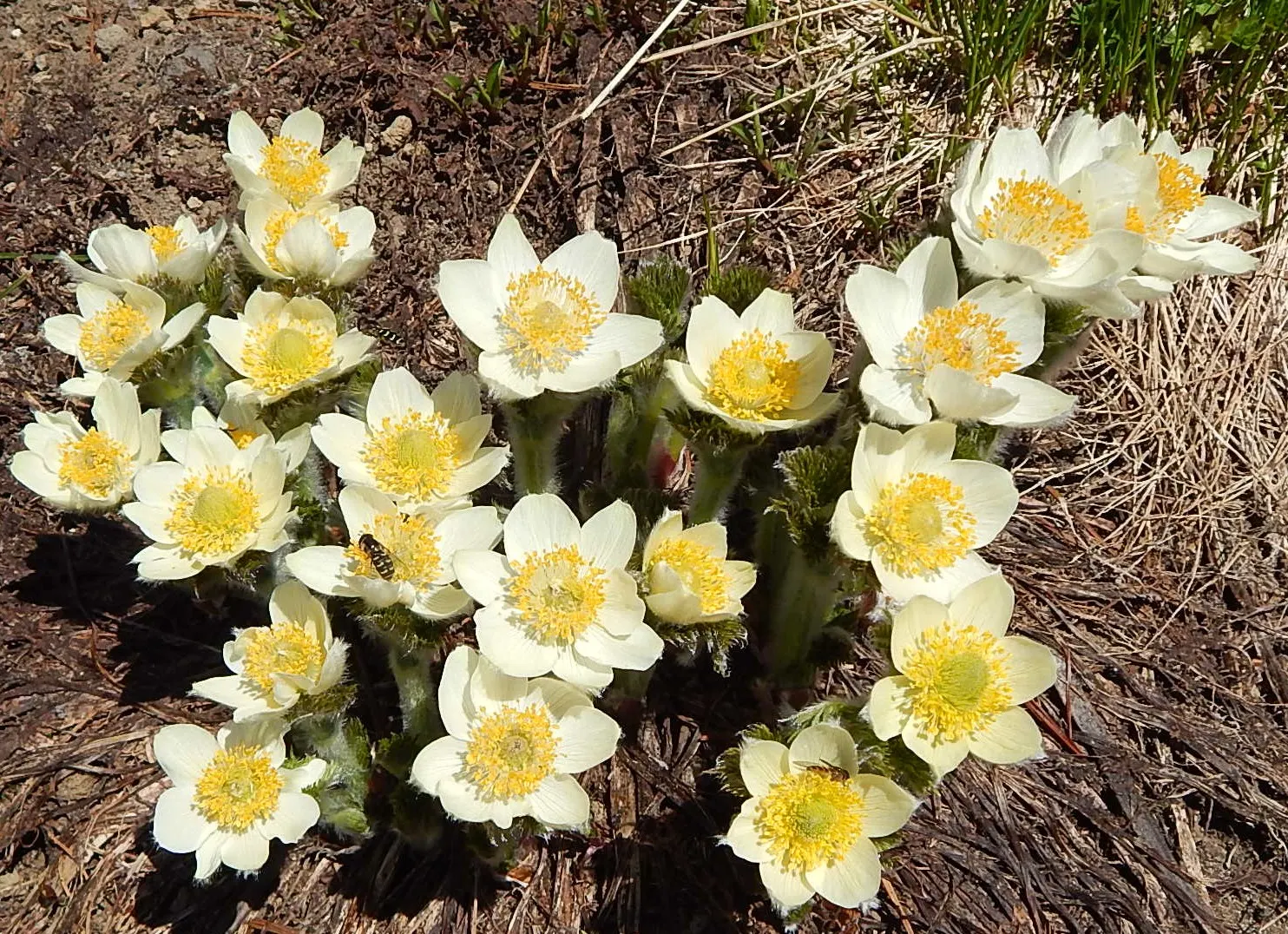Western Anemone (Anemone Occidentalis) — The plant's modest spread; it pairs well with other alpine plants and is ideal for rock gardens, image 105