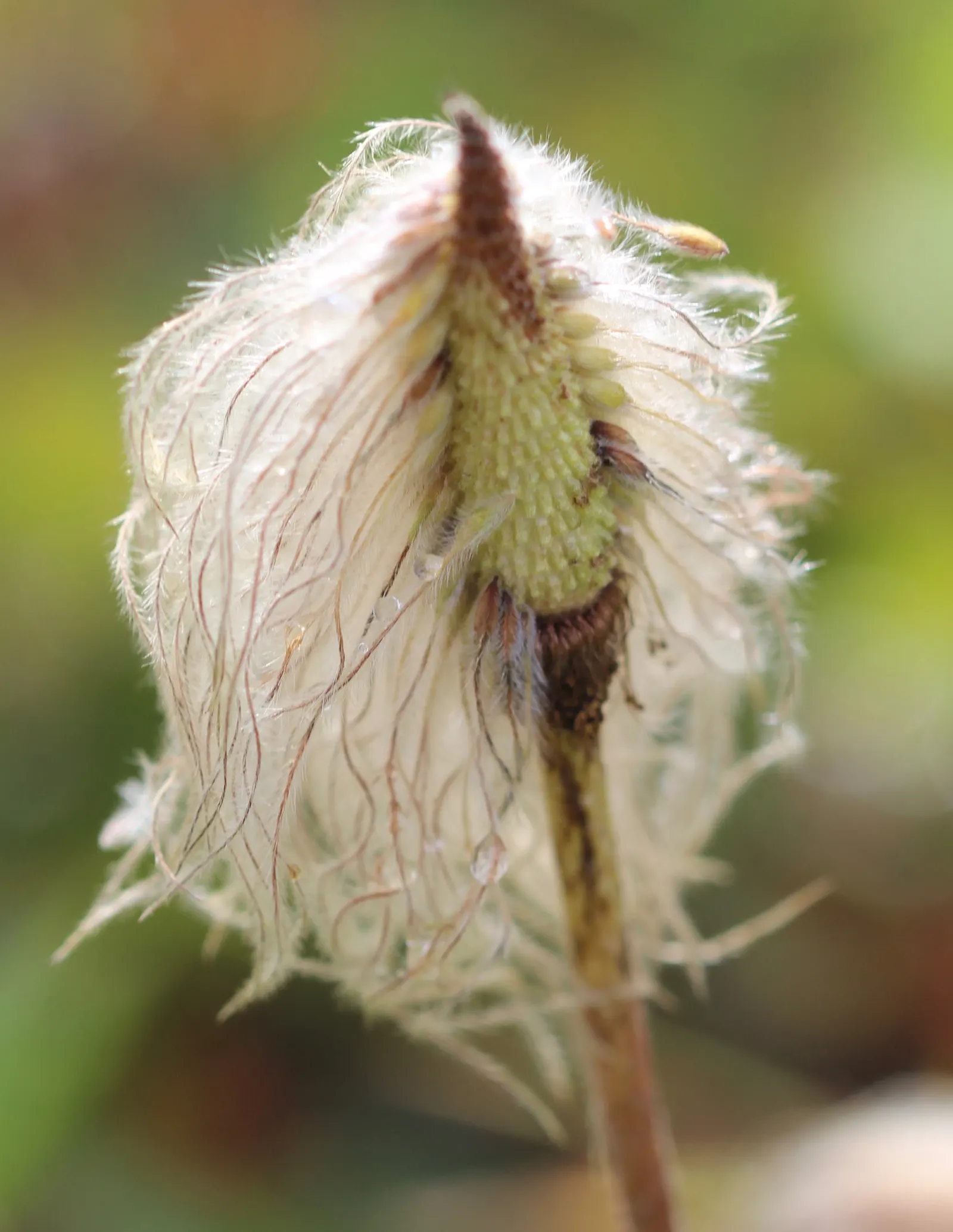 Western Anemone (Anemone Occidentalis) — showcasing delicate white flowers that transition to unique; a charming North American alpine perennial