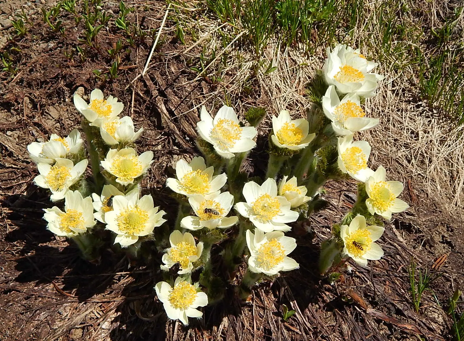 Western Anemone (Anemone Occidentalis) — the plant showcases spherical; the Western Anemone (Anemone occidentalis), image 97