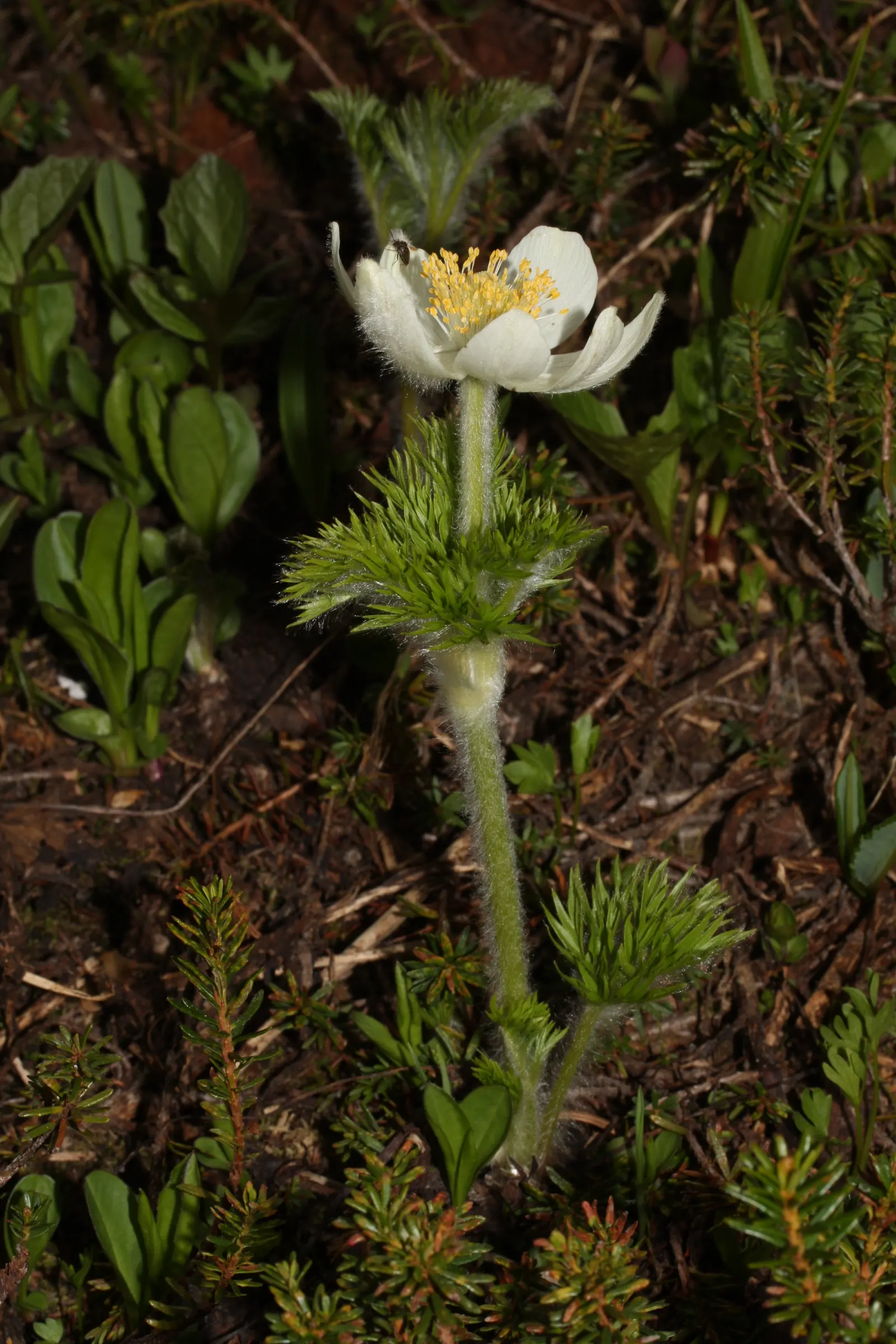 Western Anemone (Anemone Occidentalis) — flourishes in USDA zones 4-7; occidentalis can reach heights of 8 to 20 inches