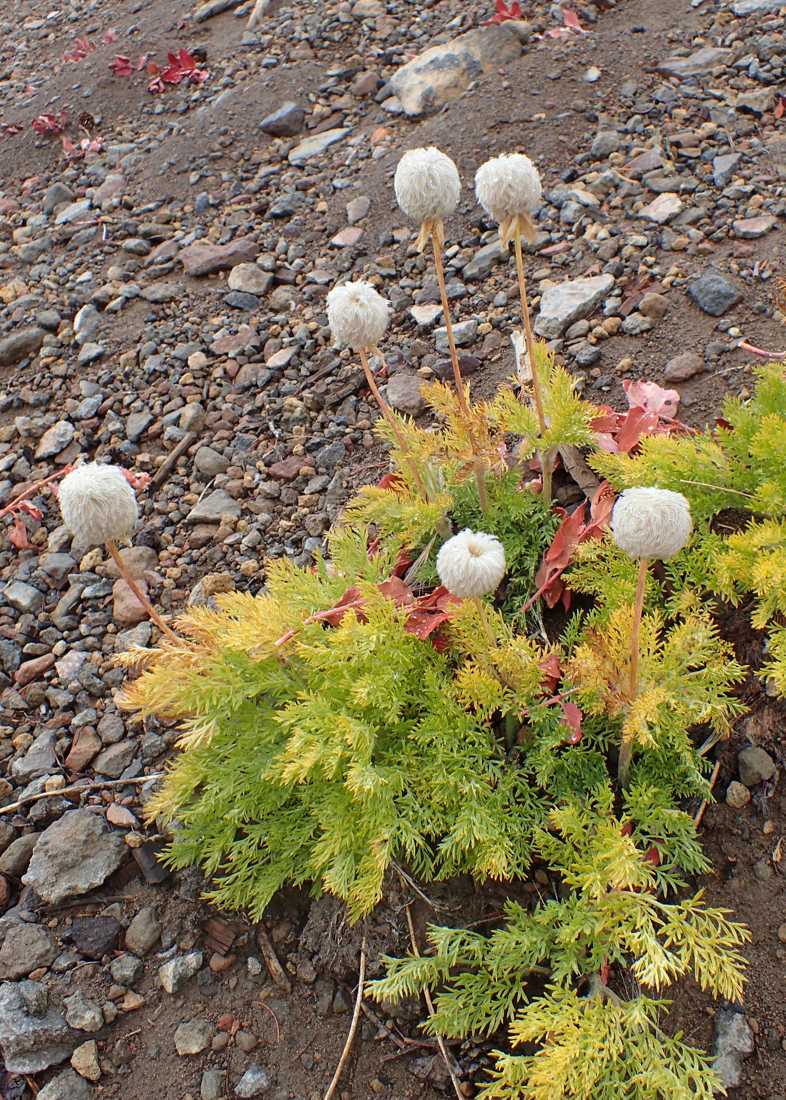 Western Anemone (Anemone Occidentalis) — fluffy seed heads ("cotton balls") post-bloom; ideal for rock gardens, it adds a whimsical, airy texture, image 81