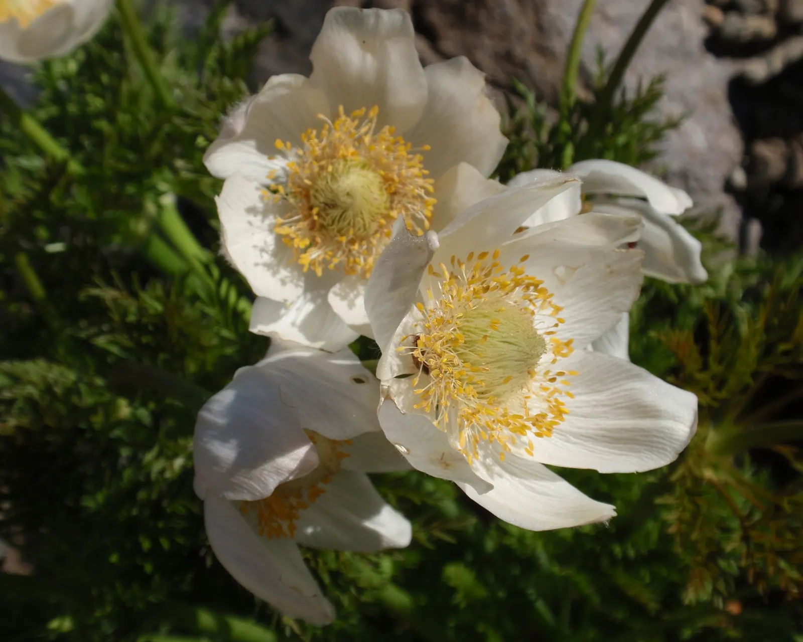 Western Anemone (Anemone Occidentalis) — occidentalis into a garden design