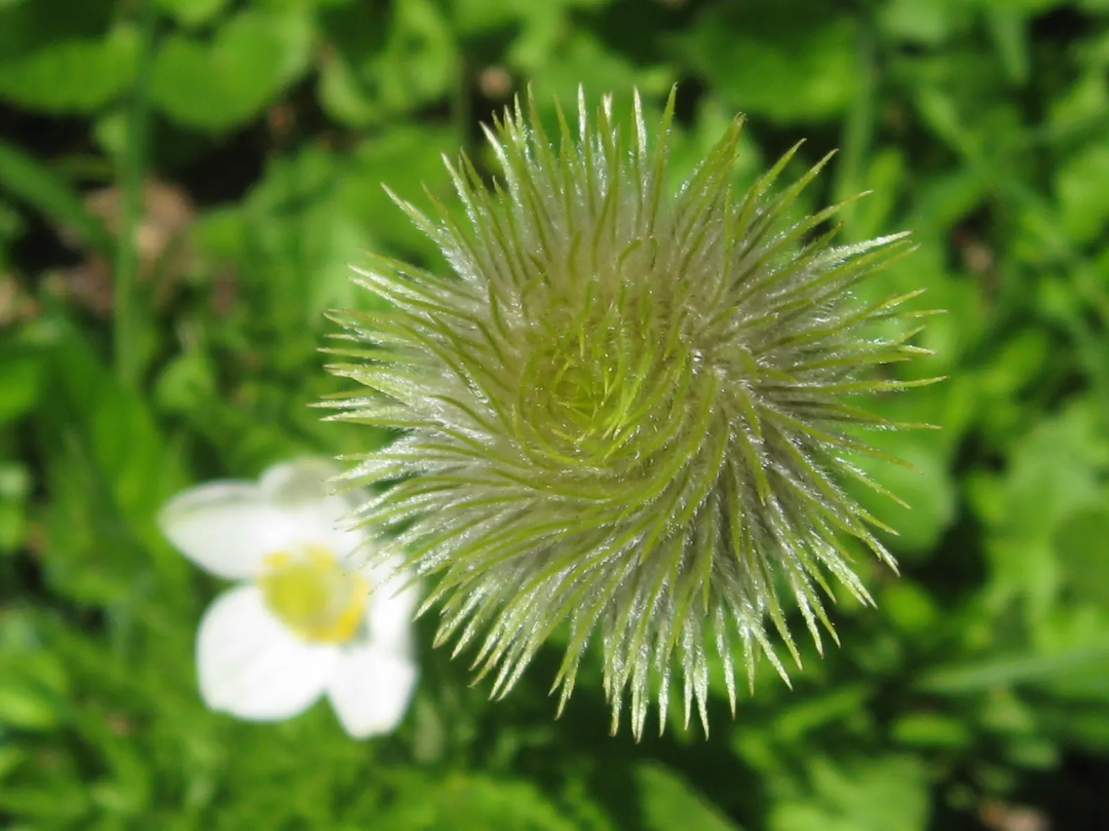 Western Anemone (Anemone Occidentalis) — a charming North American alpine perennial; also known as the Pasque Flower or Tow-headed Baby