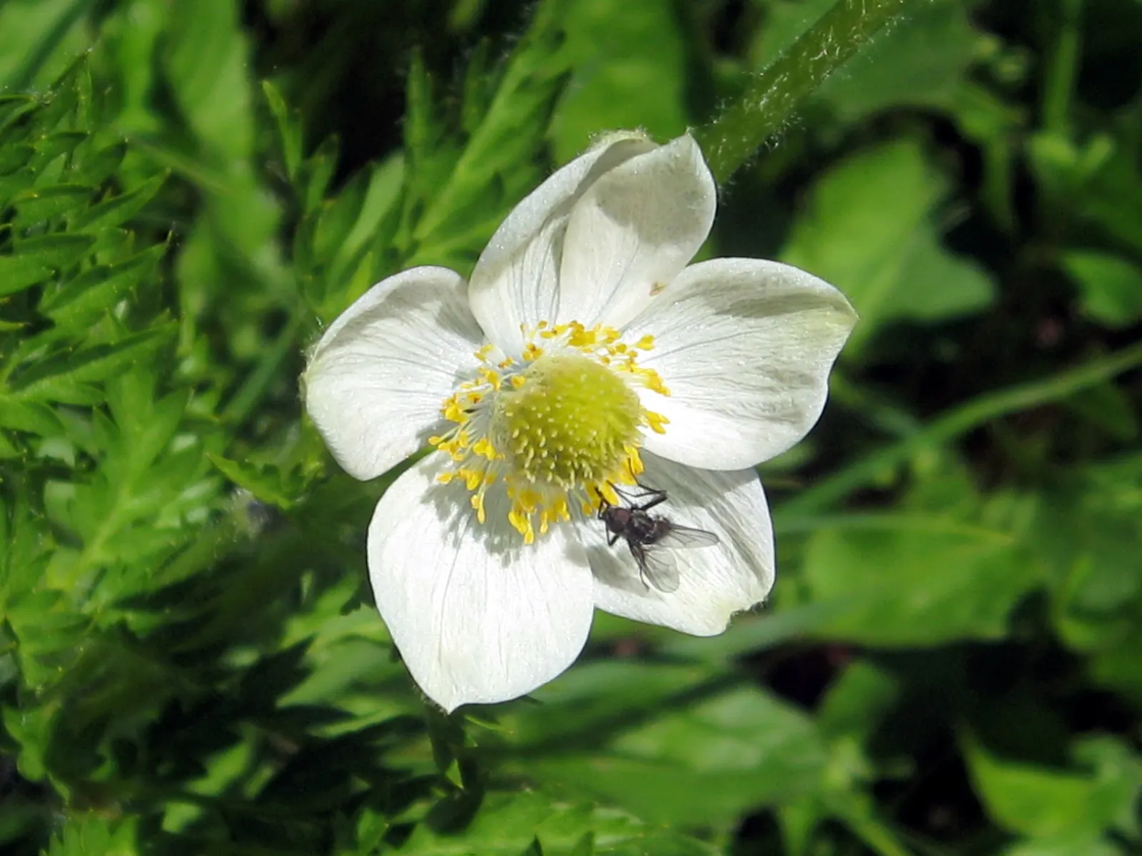 Western Anemone (Anemone Occidentalis) — perennial with white and yellow blooms