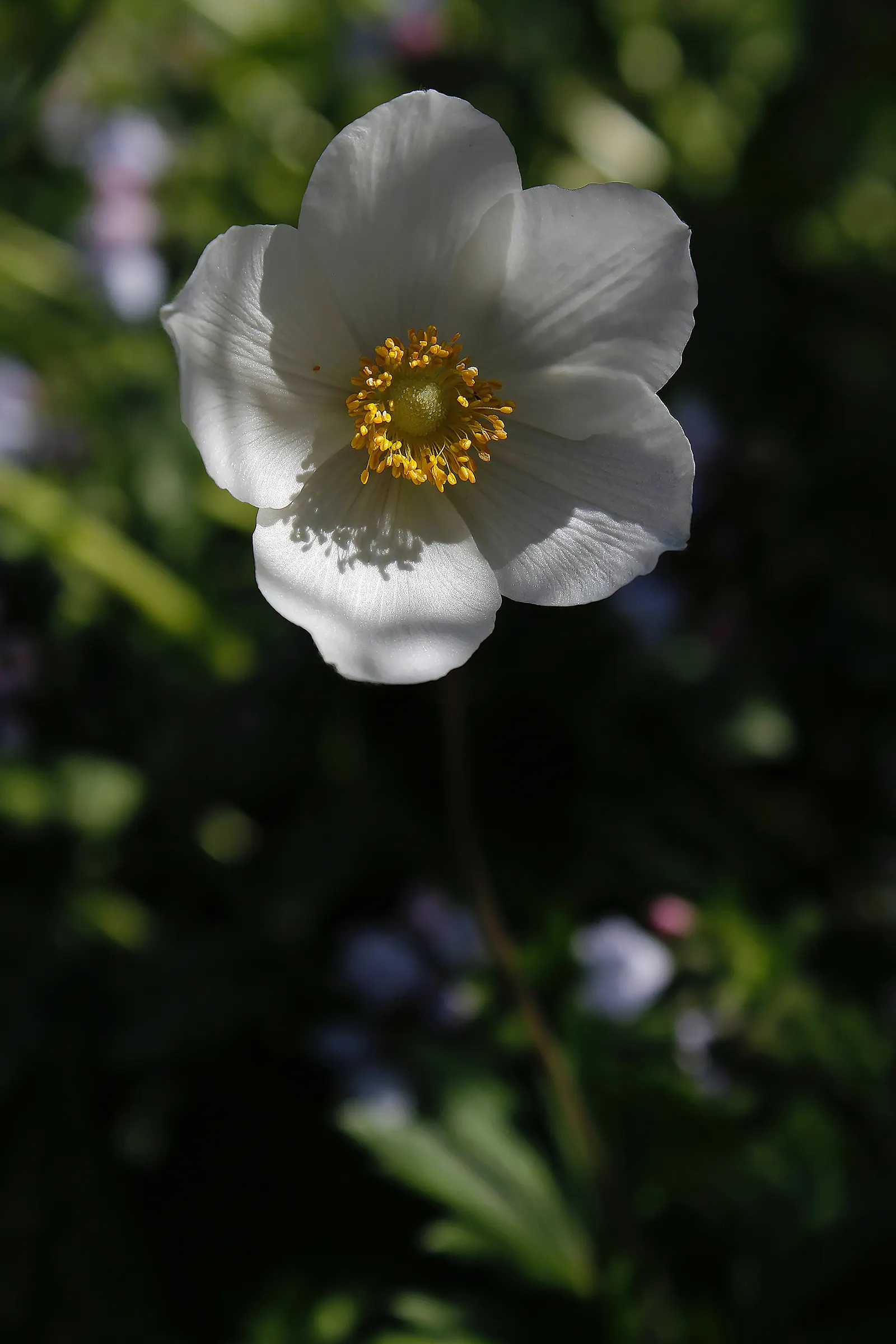 Western Anemone (Anemone Occidentalis) — It stands 8-24 inches tall