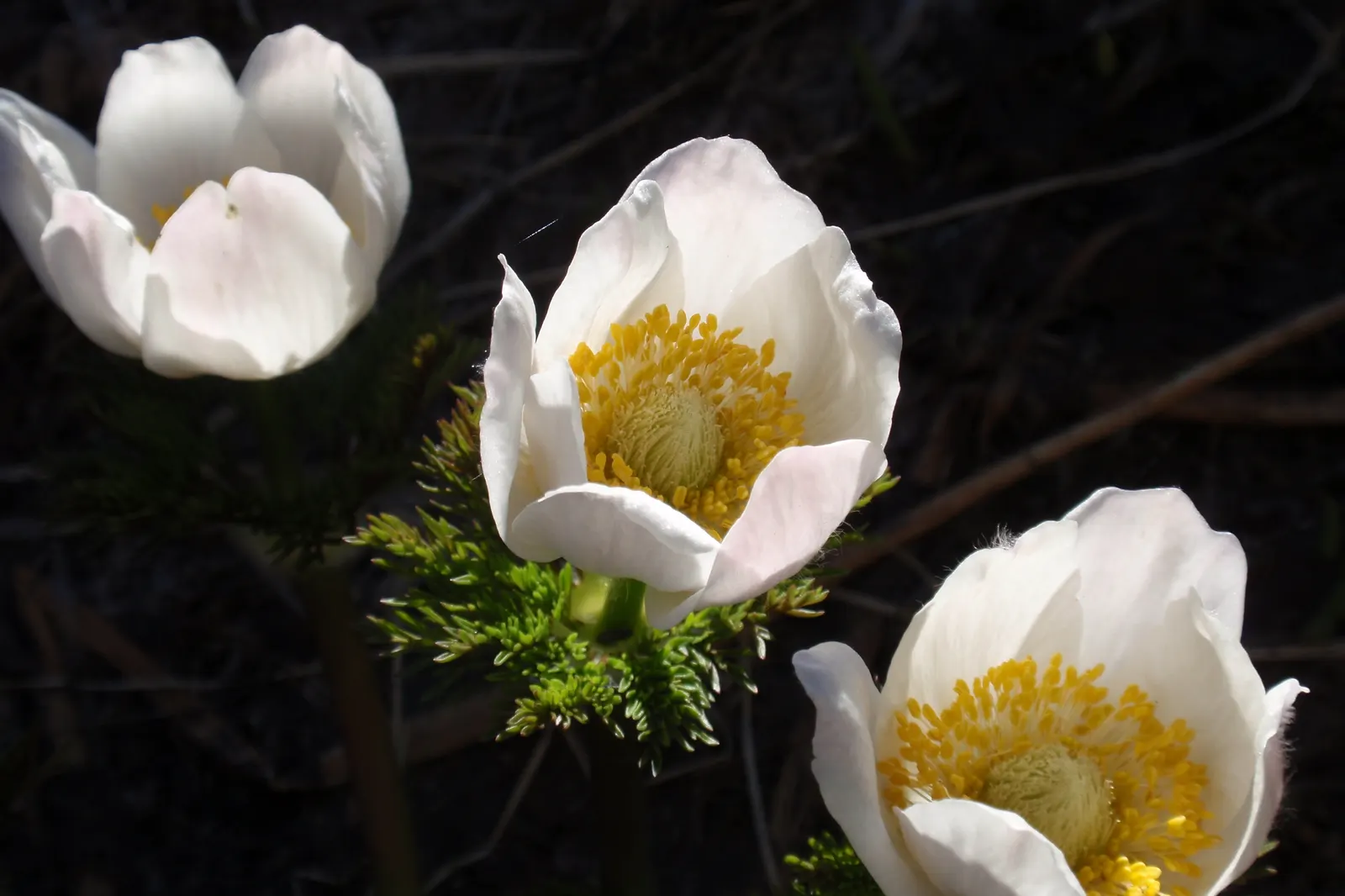 Western Anemone (Anemone Occidentalis) — white and yellow flowers in the garden