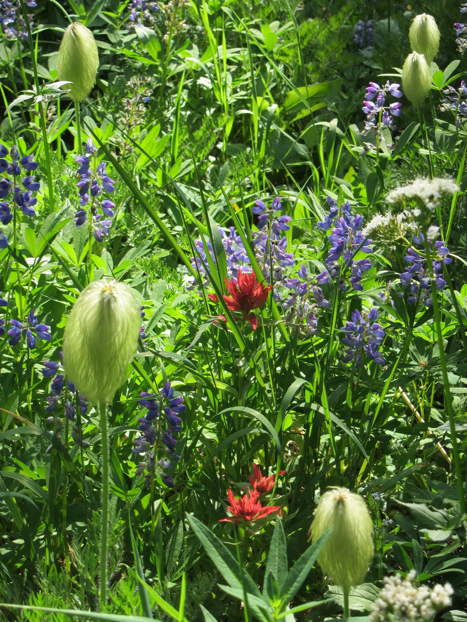 Western Anemone (Anemone Occidentalis) — it pairs well with other alpine plants and is ideal for rock gardens; at elevations typically between 5,000 to 11,000
