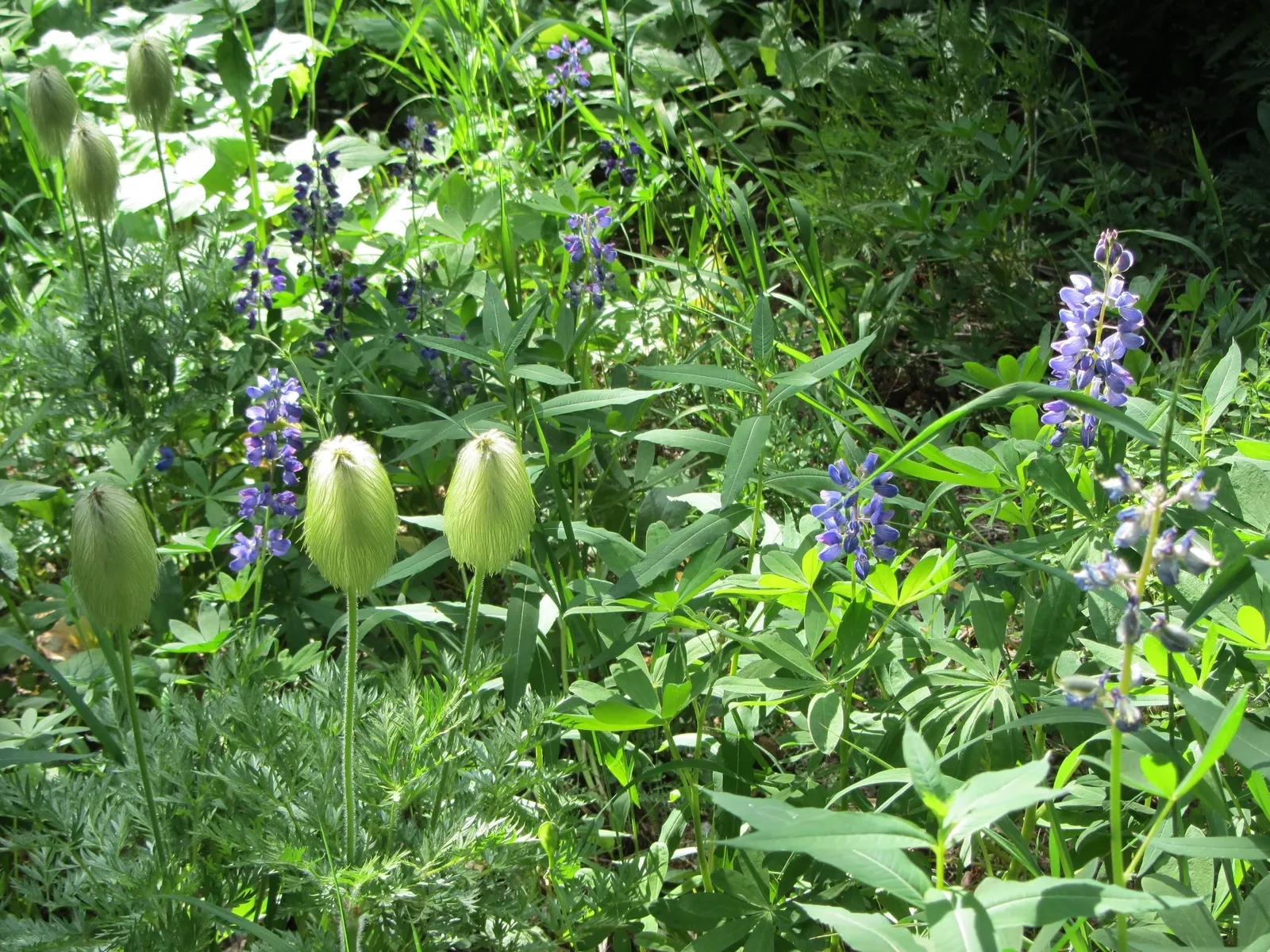 Western Anemone (Anemone Occidentalis) — This wildflower has a robust adaptability to cold climates; white and yellow flowers in the garden