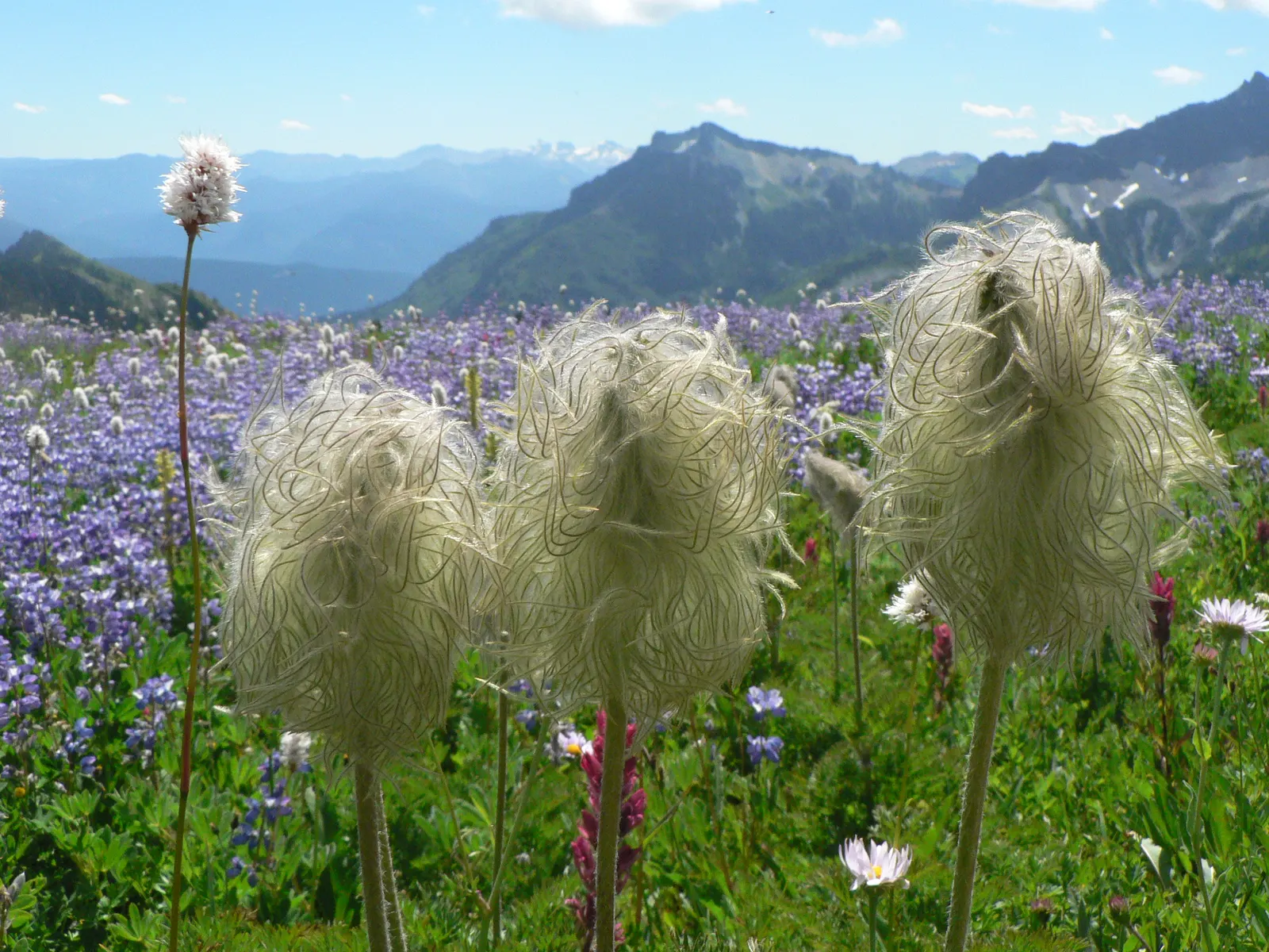 Western Anemone (Anemone Occidentalis) — or as part of a perennial border; with a multitude of stamens encircling a central cluster of yellow, image 104