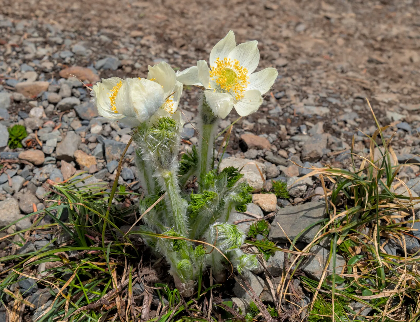 Western Anemone (Anemone Occidentalis) — with a multitude of stamens encircling a central cluster of yellow anthers; flourishes in USDA zones 4-7, image 96