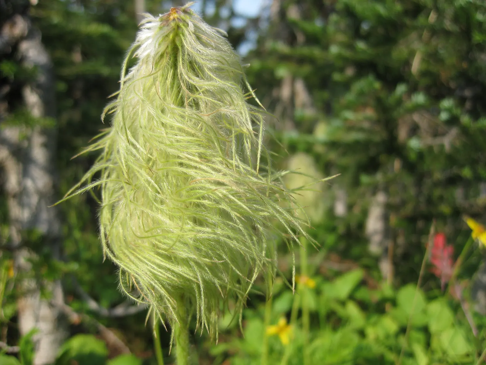 Western Anemone (Anemone Occidentalis) — It thrives in well-draining; considering the Western Anemone's soil and light preferences is crucial, image 99