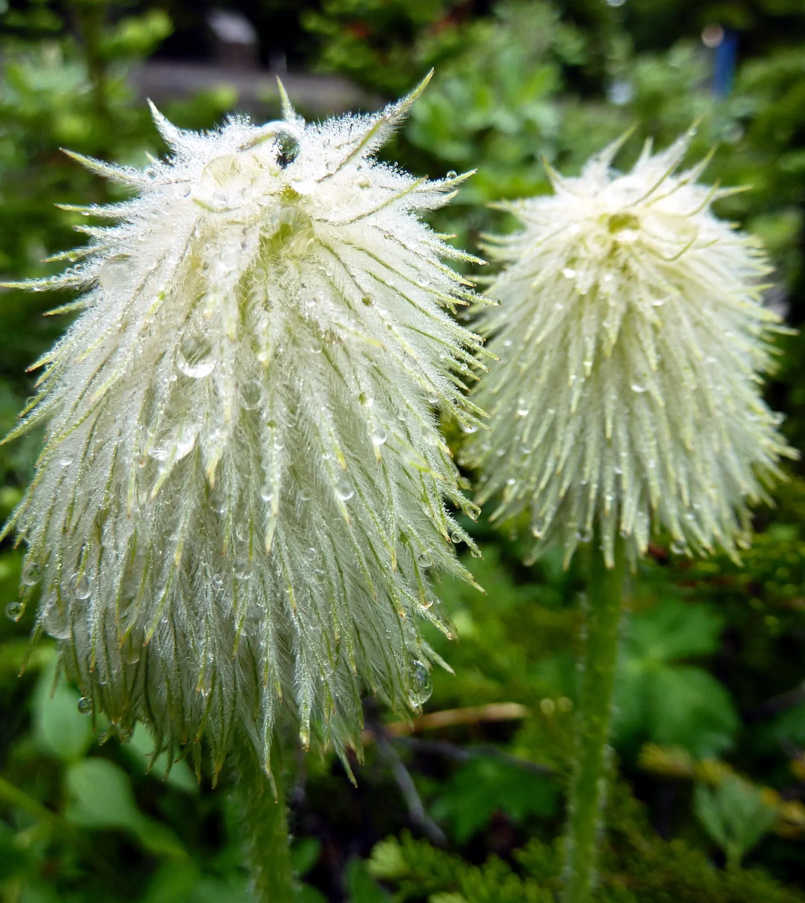 Western Anemone (Anemone Occidentalis) — nodding flower that blooms from late spring to early summer; moist soils that are rich in organic matter, image 94