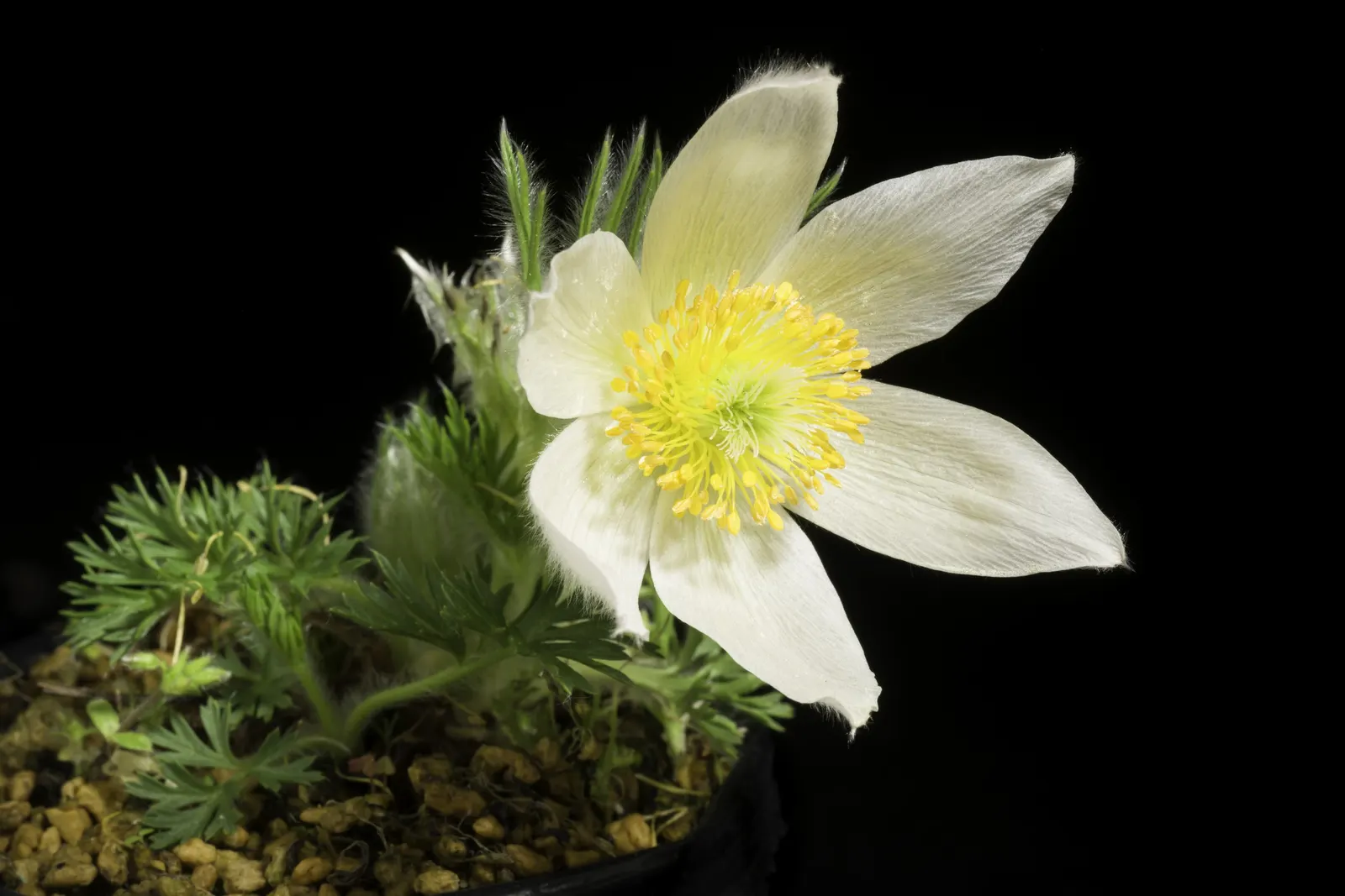 Western Anemone (Anemone Occidentalis) — also known as the Pasque Flower or Tow-headed Baby; perennial for full or half, image 85