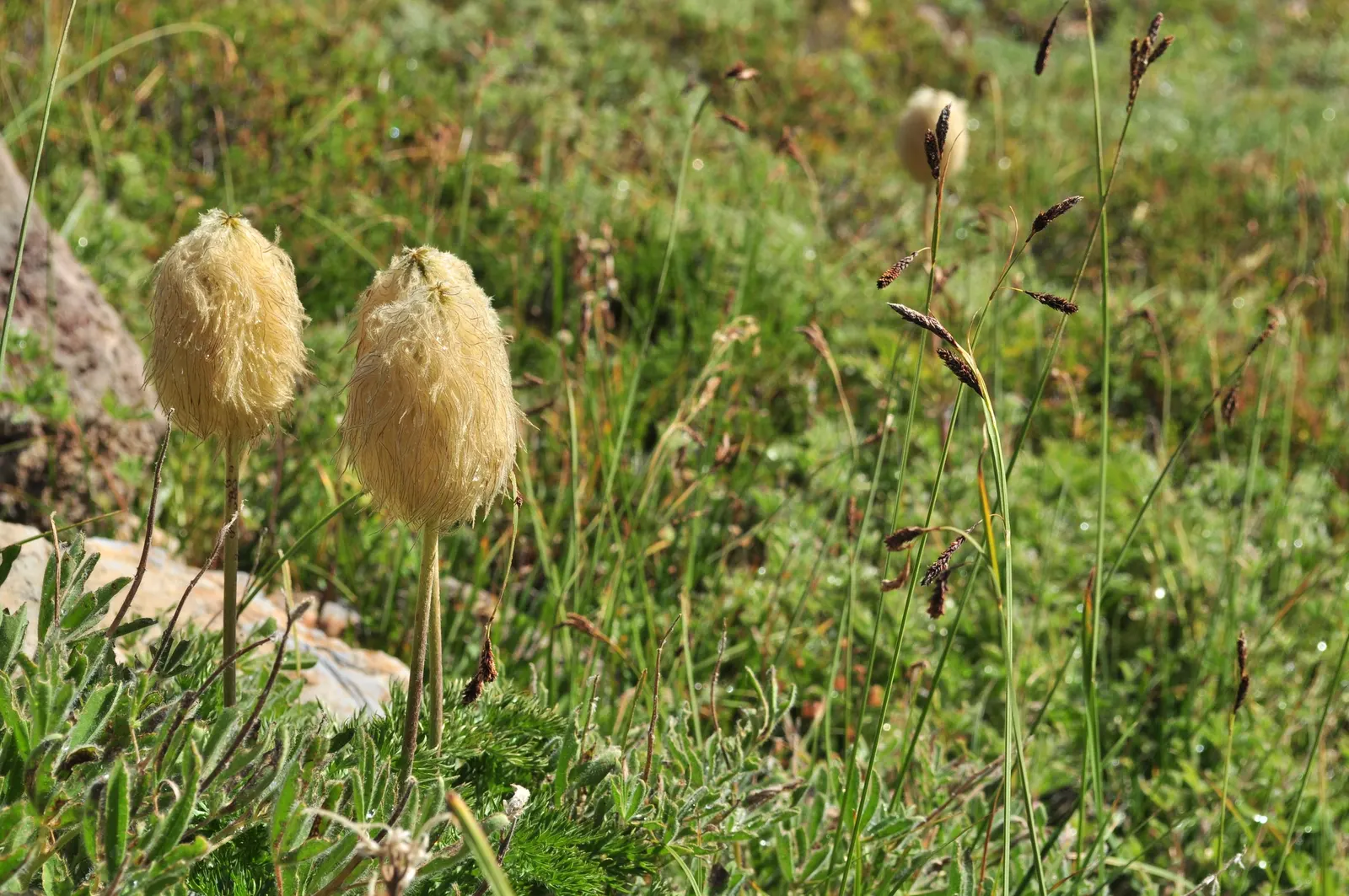 Western Anemone (Anemone Occidentalis) — it pairs well with other alpine plants and is ideal for rock gardens; at elevations typically between, image 103